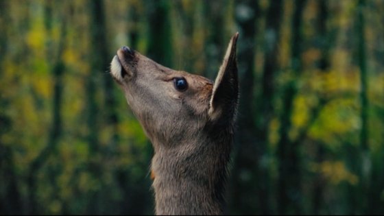 BAMBI, UNA VIDA EN EL BOSQUE